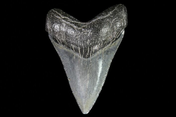 Juvenile Megalodon Tooth - Georgia #75334